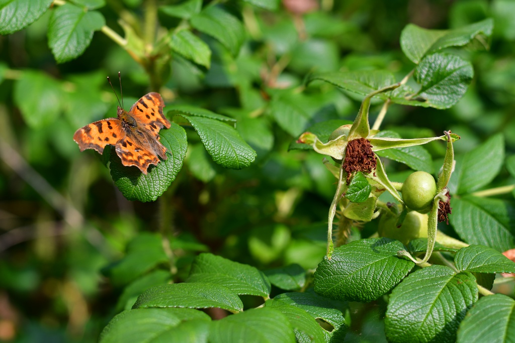 2018-06-17 Berlin/DSC_1146.JPG